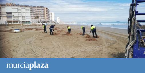 Arranca La Limpieza De Mobiliario Ramas Y Algas En Playas De Cartagena