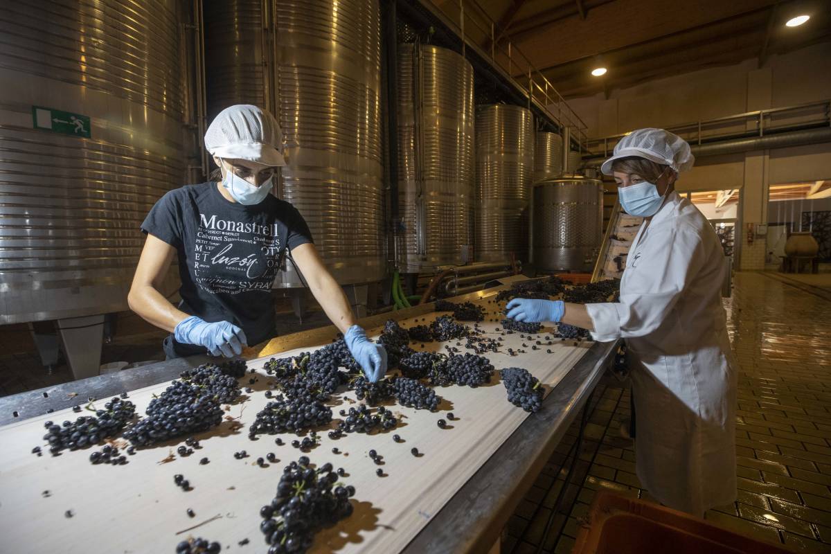 Trabajadoras quitando hojas y uvas en mal estado. Los tanques donde uva comienza su fermentación.