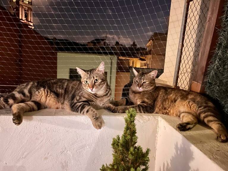 Gatos sobre el tejado. Foto: R. L.