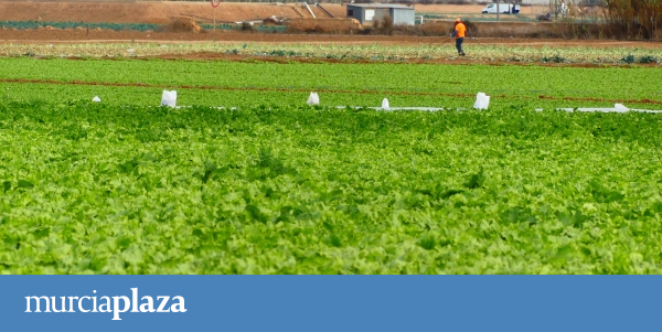 The farmers of the Campo de Cartagena do not arrive in time to certify the precautionary measures for the protection of the Mar Menor